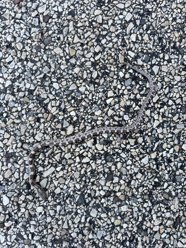 Central Ratsnake