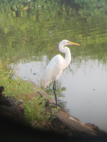 Great Egret