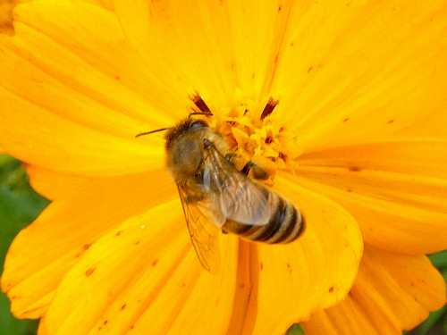Western Honey Bee