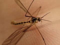 Nephrotoma flavescens