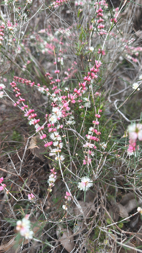 White Myrtle