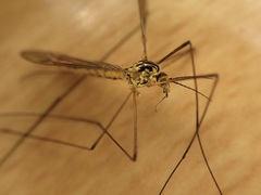 Nephrotoma flavescens