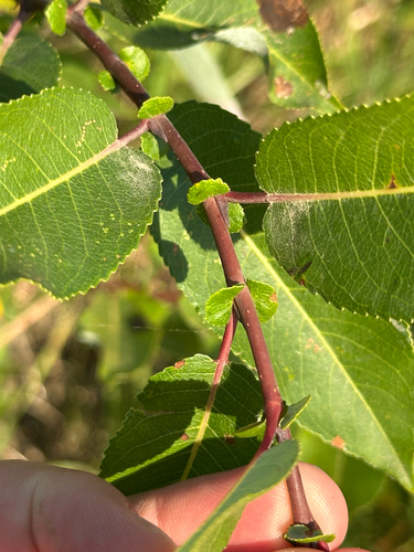 False Mountain Willow