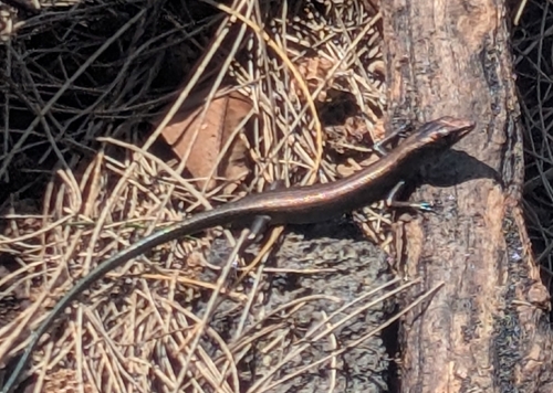 Azure-tailed Skink