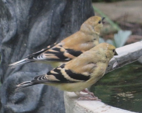 American Goldfinch