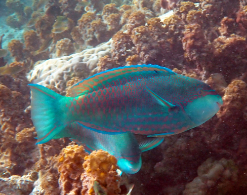 Scarus globiceps observed 2026-09-21