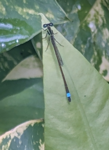 Rambur's Forktail