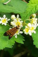 Nemophora staudingerella