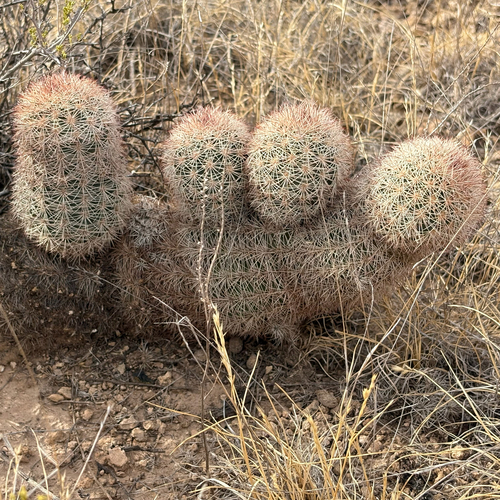 Texas rainbow cactus