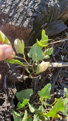 Calystegia atriplicifolia buttensis