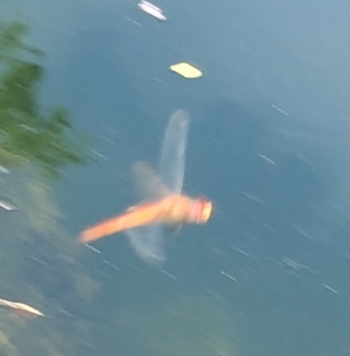 Wandering Glider