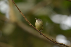 Oncostoma cinereigulare