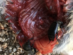 Nicrophorus guttula