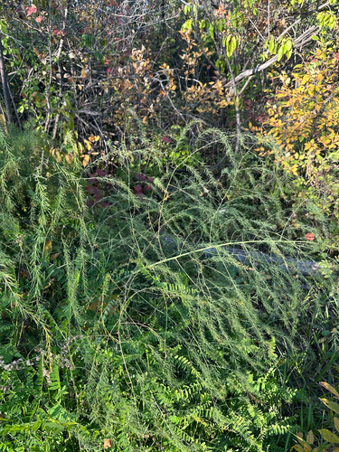 wild asparagus