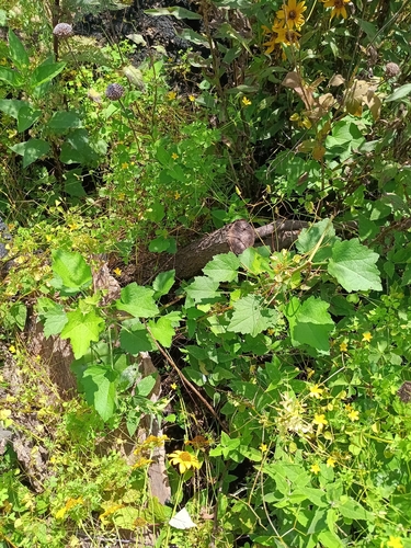 Kankakee mallow