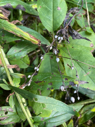 Lithospermum officinale