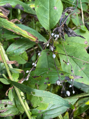 Lithospermum officinale