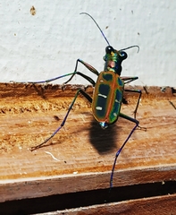 Cosmodela barmanica