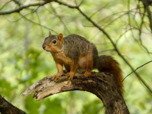 Eastern Fox Squirrel