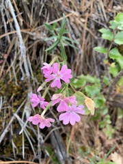 Phlox speciosa