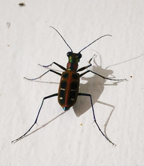 Cosmodela barmanica