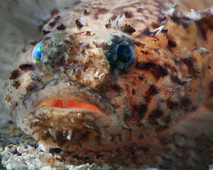 Callogobius depressus