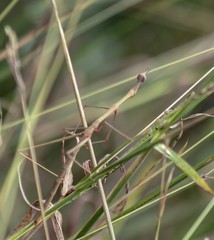 Epigrypa