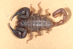Urodacus planimanus