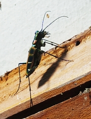 Cosmodela barmanica