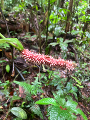 Anthurium consobrinum, photograph (c) River Ahlquist, some rights reserved (CC BY)