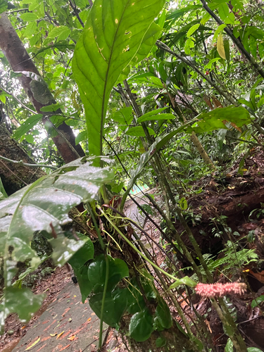 Anthurium consobrinum