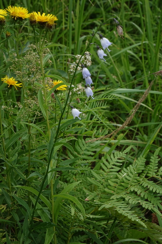 Adenophora liliifolia, photograph 2