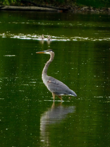 Great Blue Heron