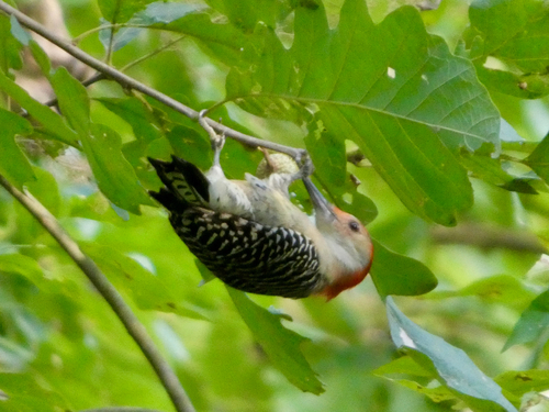 Red-bellied Woodpecker