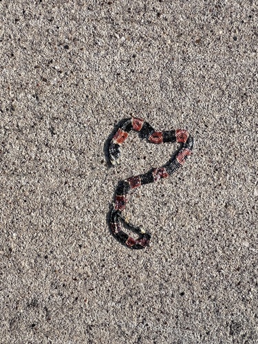 Texas Coralsnake