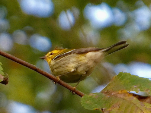 Black-throated Green Warbler