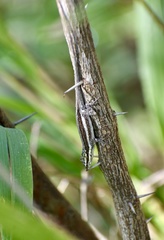 Anolis litoralis
