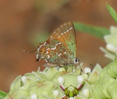 Callophrys gryneus castalis