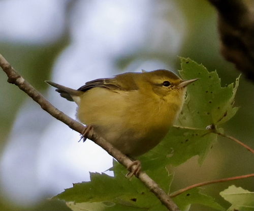 Tennessee Warbler