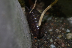 Armadillidium vulgare