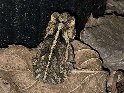 Gulf Coast Toad