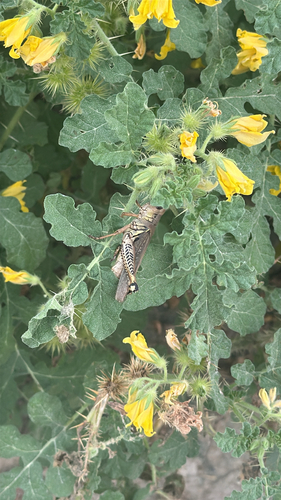 Differential Grasshopper