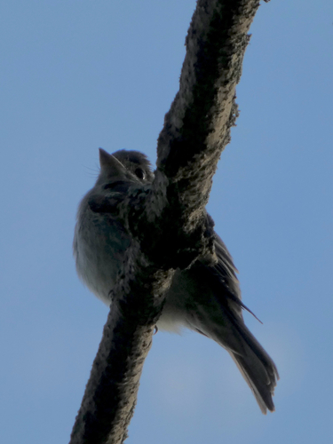 Eastern Wood-Pewee