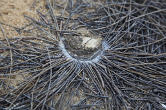 Gaius villosus