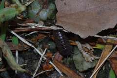 Armadillidium vulgare