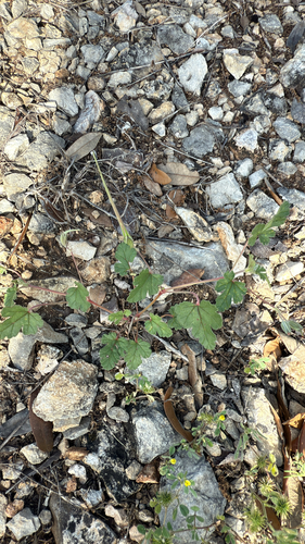 Texas stork's bill