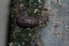 Armadillidium vulgare