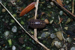 Armadillidium vulgare