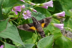 Macroglossum pyrrhosticta