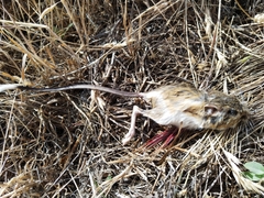 Dipodomys californicus